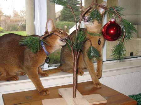 holiday kittiess 1.jpg